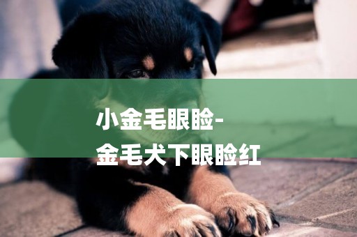 小金毛眼瞼-
金毛犬下眼瞼紅