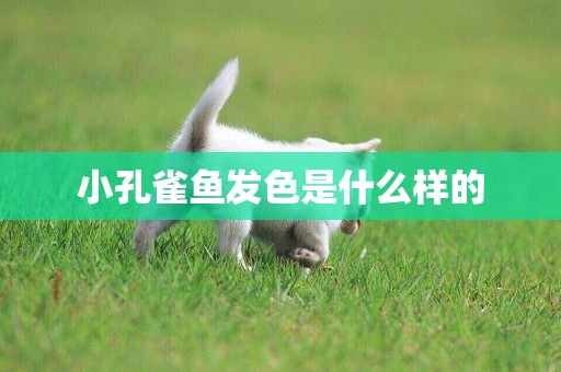小孔雀魚發色是什么樣的