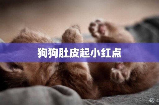 狗狗肚皮起小紅點