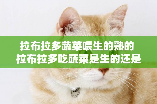 拉布拉多蔬菜喂生的熟的 拉布拉多吃蔬菜是生的還是熟的
