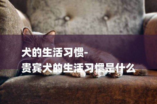 犬的生活習慣-
貴賓犬的生活習慣是什么