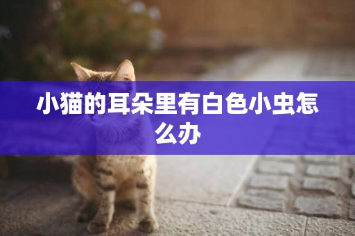 小貓的耳朵里有白色小蟲怎么辦
