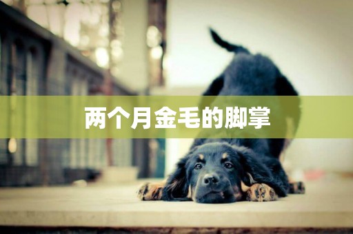 兩個月金毛的腳掌