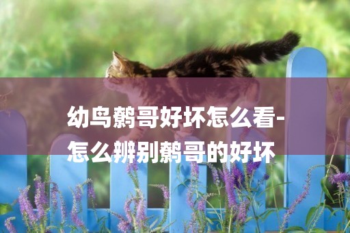 幼鳥鷯哥好壞怎么看-
怎么辨別鷯哥的好壞