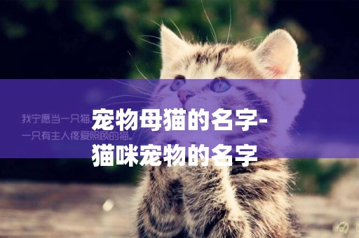 寵物母貓的名字-
貓咪寵物的名字
