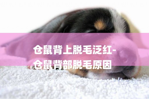 倉鼠背上脫毛泛紅-
倉鼠背部脫毛原因