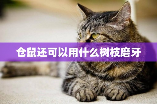 倉鼠還可以用什么樹枝磨牙