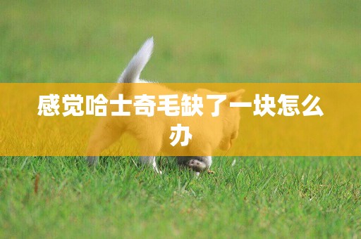 感覺哈士奇毛缺了一塊怎么辦