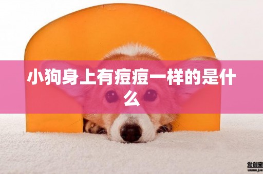 小狗身上有痘痘一樣的是什么