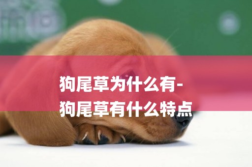 狗尾草為什么有-
狗尾草有什么特點