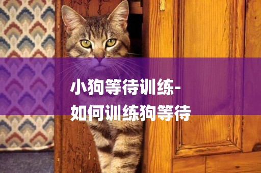 小狗等待訓練-
如何訓練狗等待