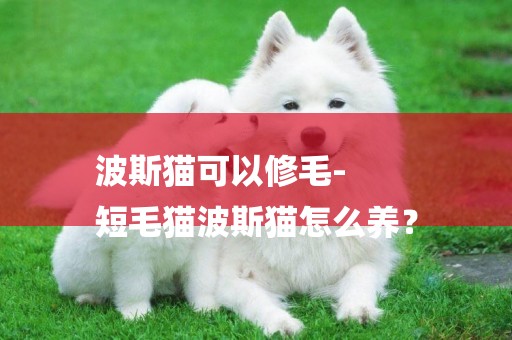 波斯貓可以修毛-
短毛貓波斯貓怎么養？