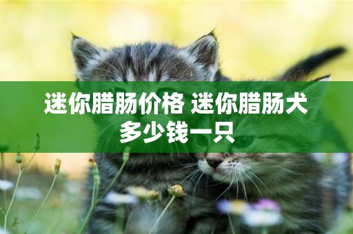 迷你臘腸價格 迷你臘腸犬多少錢一只