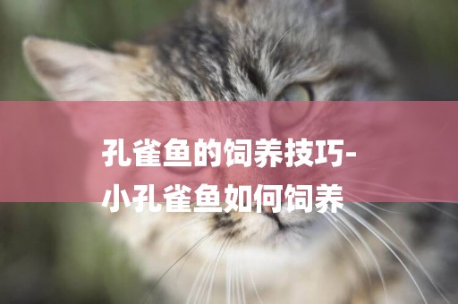 孔雀魚的飼養技巧-
小孔雀魚如何飼養