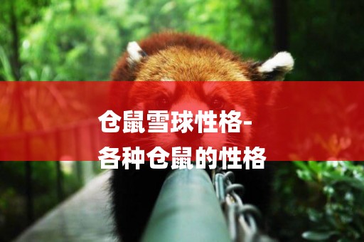 倉鼠雪球性格-
各種倉鼠的性格