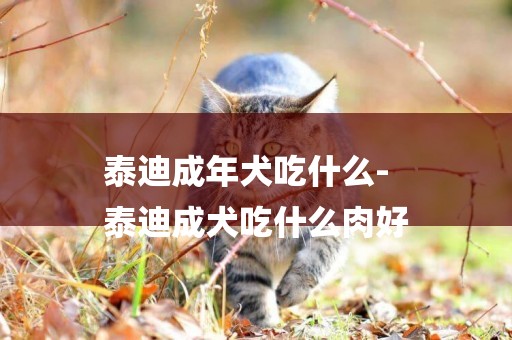 泰迪成年犬吃什么-
泰迪成犬吃什么肉好