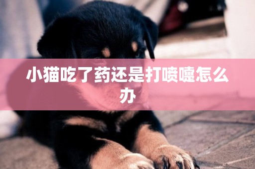 小貓吃了藥還是打噴嚏怎么辦