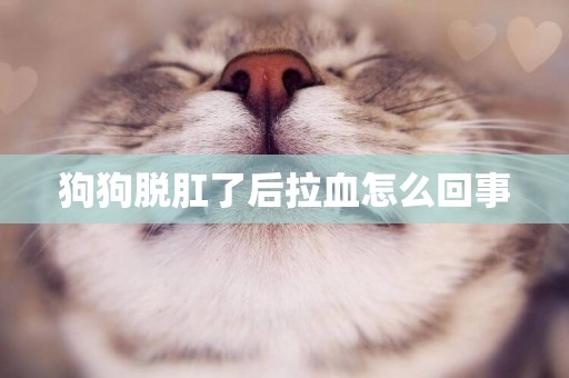 狗狗脫肛了后拉血怎么回事