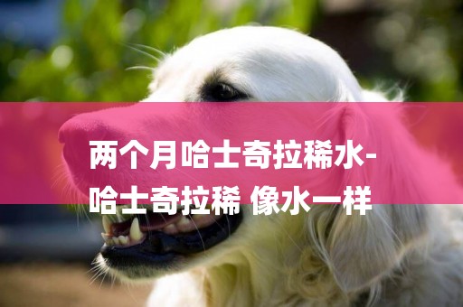 兩個月哈士奇拉稀水-
哈士奇拉稀 像水一樣