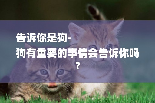 告訴你是狗-
狗有重要的事情會告訴你嗎?