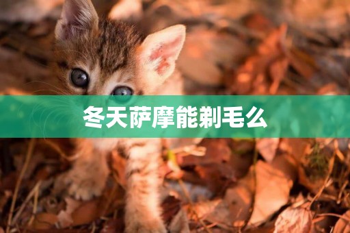 冬天薩摩能剃毛么