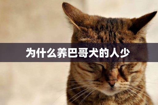 為什么養巴哥犬的人少 
