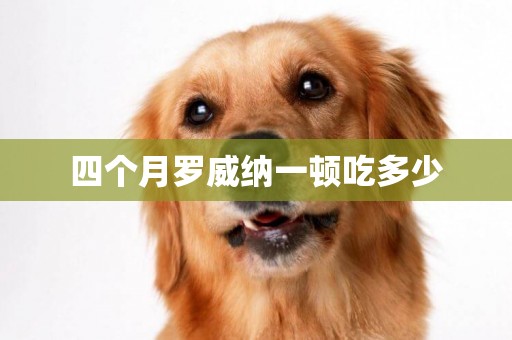 四個月羅威納一頓吃多少