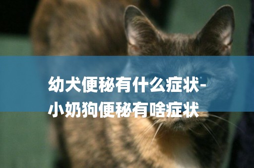 幼犬便秘有什么癥狀-
小奶狗便秘有啥癥狀