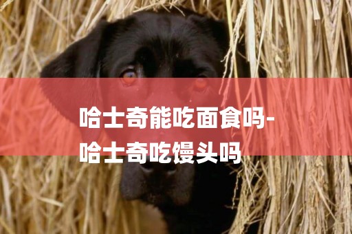 哈士奇能吃面食嗎-
哈士奇吃饅頭嗎