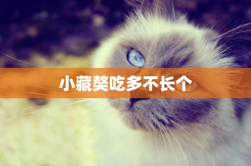 小藏獒吃多不長個