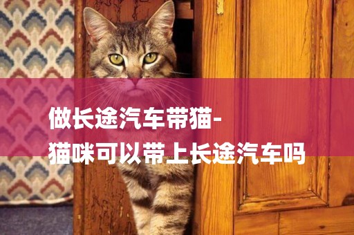 做長途汽車帶貓-
貓咪可以帶上長途汽車嗎
