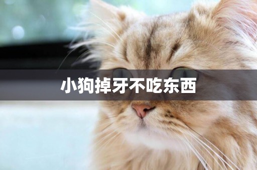 小狗掉牙不吃東西