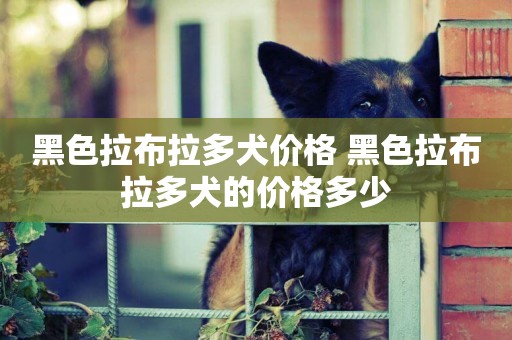 黑色拉布拉多犬價格 黑色拉布拉多犬的價格多少