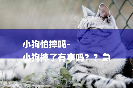 小狗怕摔嗎-
小狗摔了有事嗎？？急