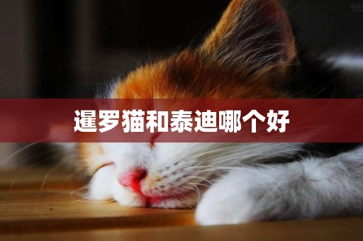 暹羅貓和泰迪哪個好