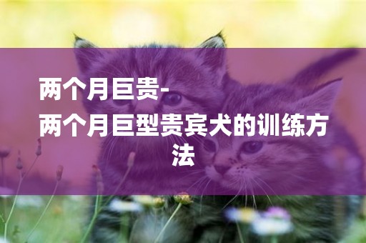 兩個月巨貴-
兩個月巨型貴賓犬的訓練方法