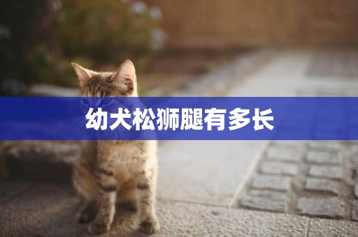 幼犬松獅腿有多長