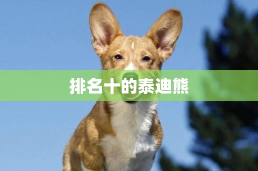 排名十的泰迪熊