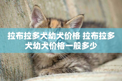拉布拉多犬幼犬價格 拉布拉多犬幼犬價格一般多少