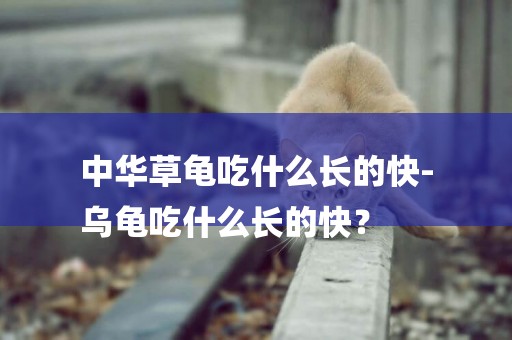 中華草龜吃什么長的快-
烏龜吃什么長的快？