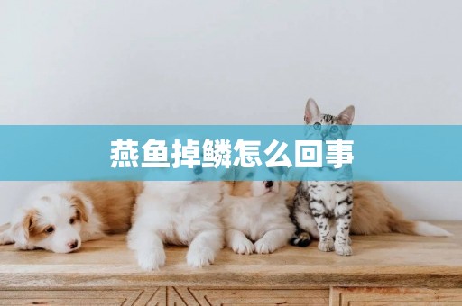 燕魚掉鱗怎么回事