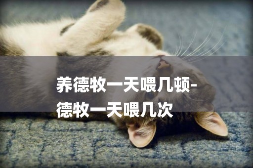 養德牧一天喂幾頓-
德牧一天喂幾次