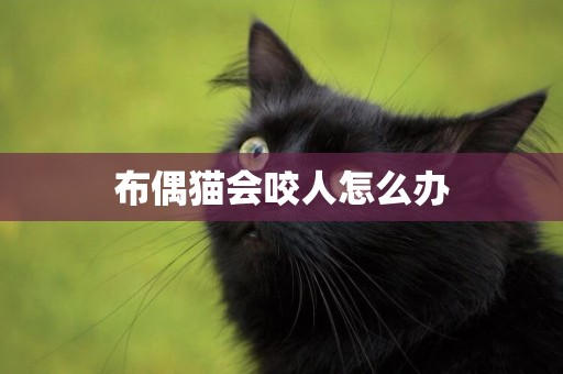 布偶貓會咬人怎么辦