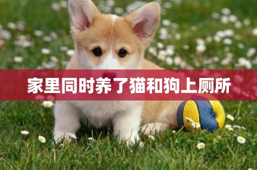 家里同時養了貓和狗上廁所