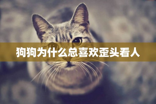 狗狗為什么總喜歡歪頭看人