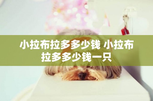 小拉布拉多多少錢 小拉布拉多多少錢一只