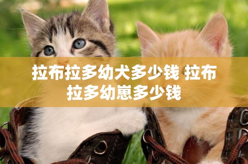 拉布拉多幼犬多少錢 拉布拉多幼崽多少錢