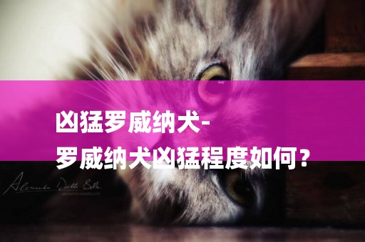 兇猛羅威納犬-
羅威納犬兇猛程度如何？