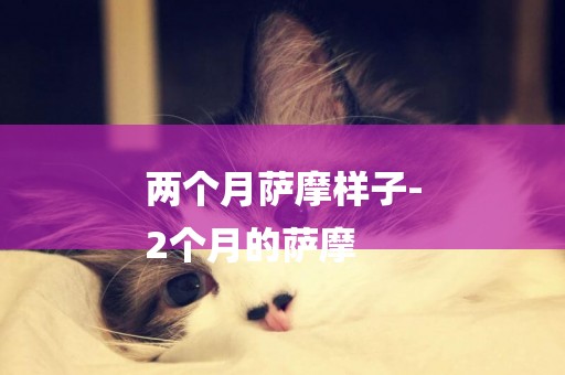 兩個月薩摩樣子-
2個月的薩摩