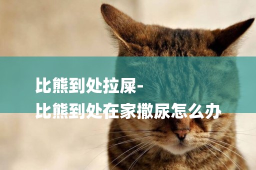 比熊到處拉屎-
比熊到處在家撒尿怎么辦